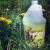 HORTICULTURAL VINEGAR 1 GAL