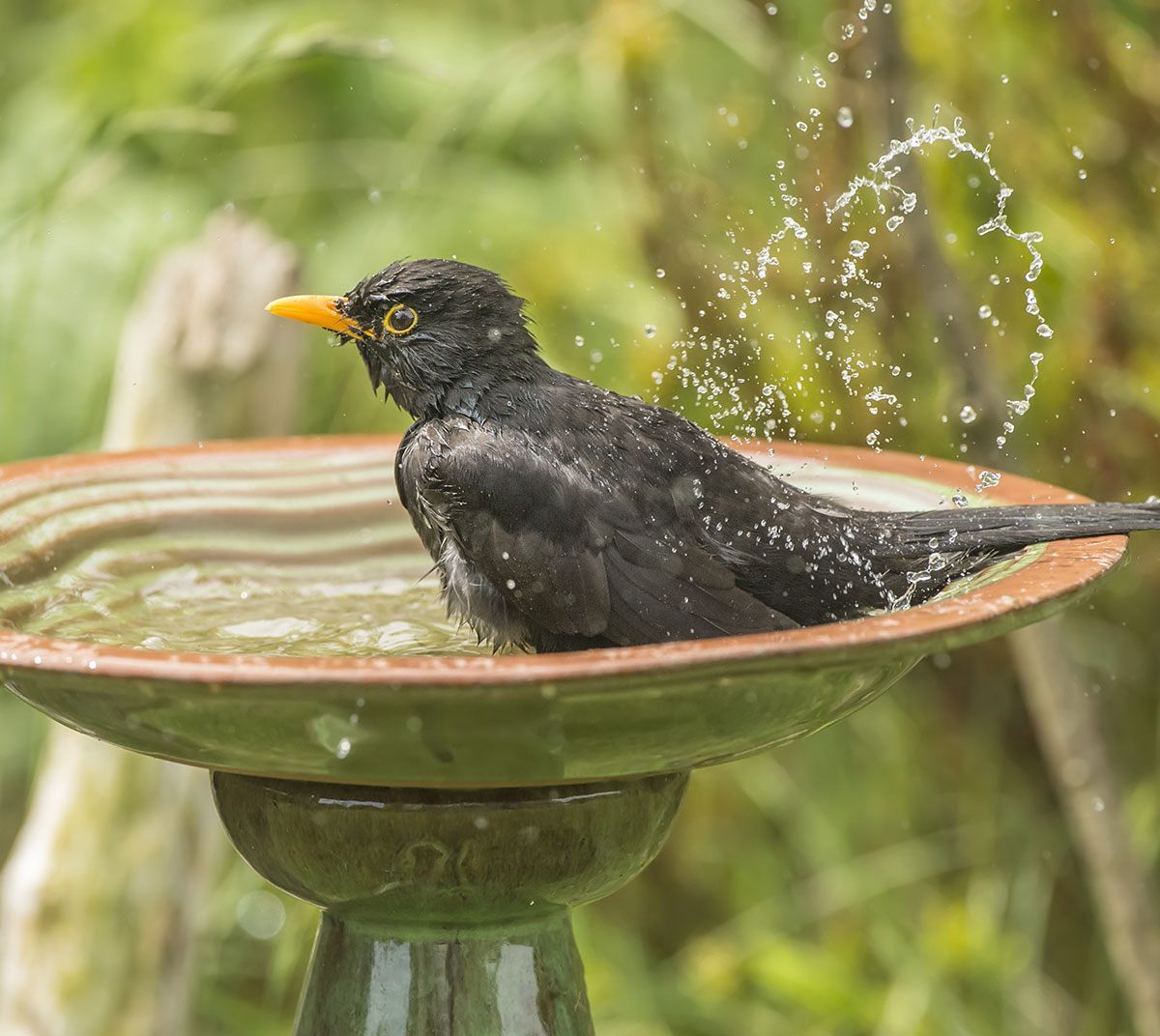 Bird Baths