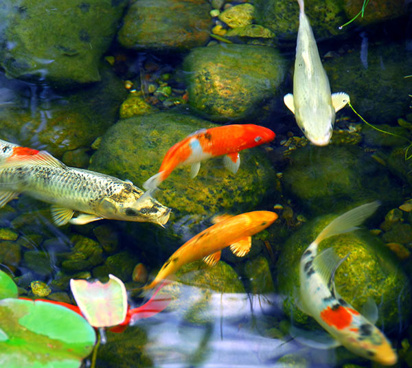 Koi and Pond Fish