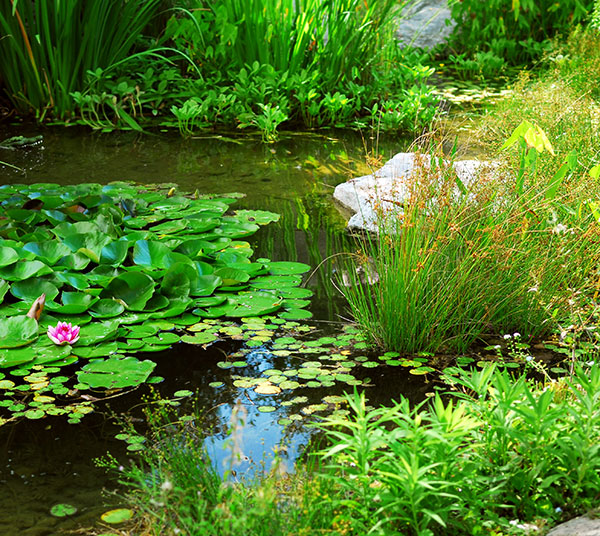 Aquatic Plants